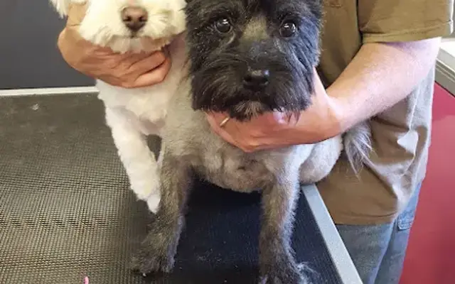 B's Furever Pet Grooming - Mobile Unit in Cottage Grove, OR