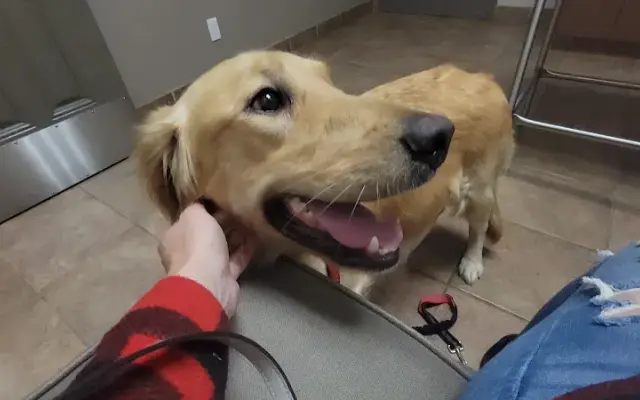Northgate Veterinary Hospital in Manteca, CA