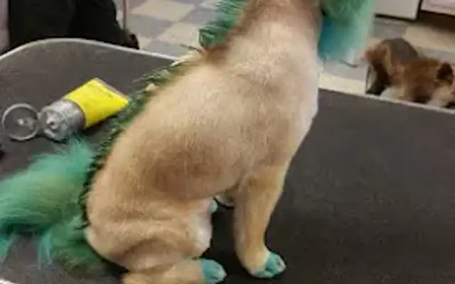 Spa 4 Paws in Crosby, TX