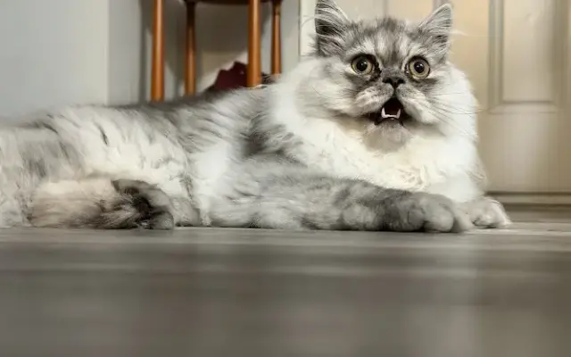 Sweet Stef's Grooming and Pet Sitting in Weirton, WV