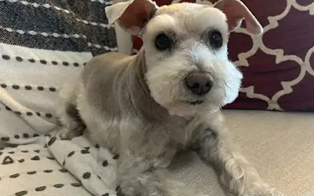 Just For Paws in Helotes, TX