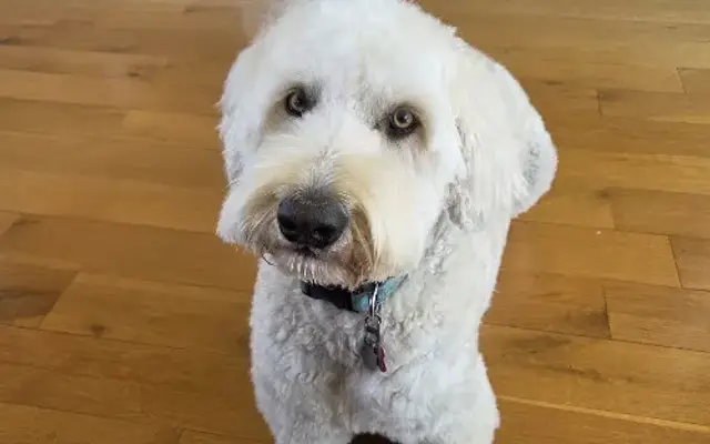 Megan's Dog Grooming Services in Cleveland, NC