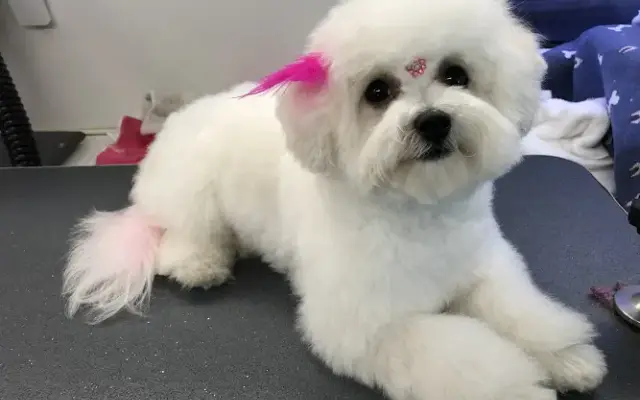 Sage Mobile Grooming in Calabasas, CA