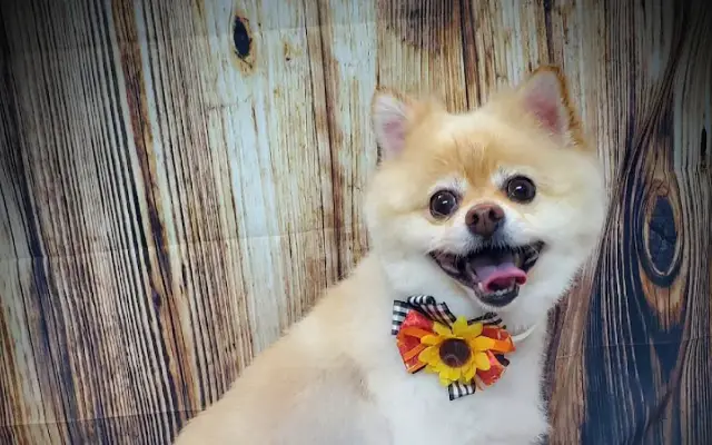 Magic Paws Pet Grooming in Wapella, IL