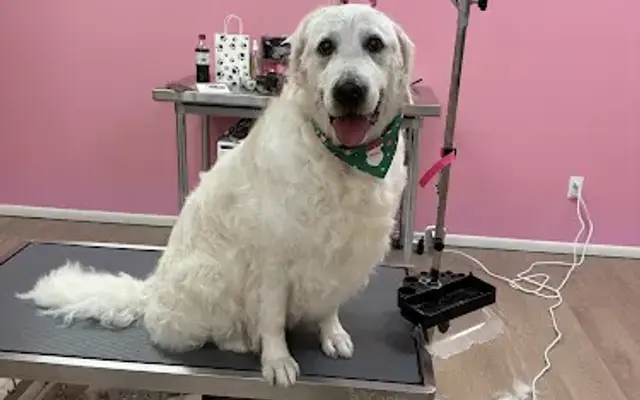 Doso Doggies Grooming in Ruidoso, NM