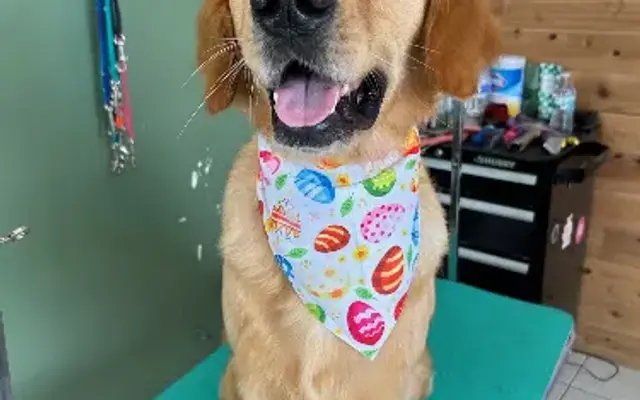 Sunny Day Dog Grooming in Laguna Beach, CA