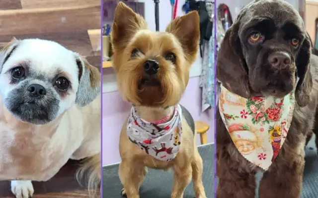 Hair Of The Dog House Call Grooming in Tacoma, WA
