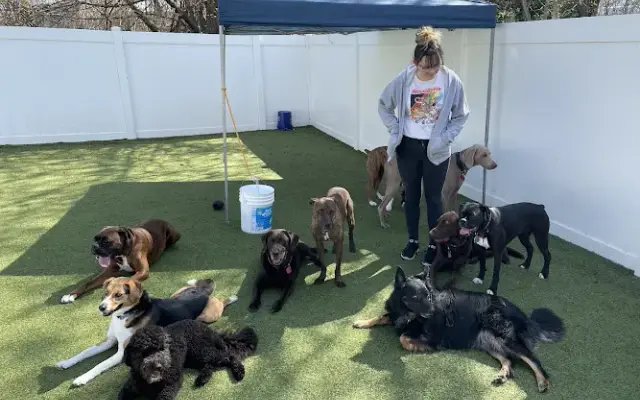 Canine Kingdom in Vanport, PA