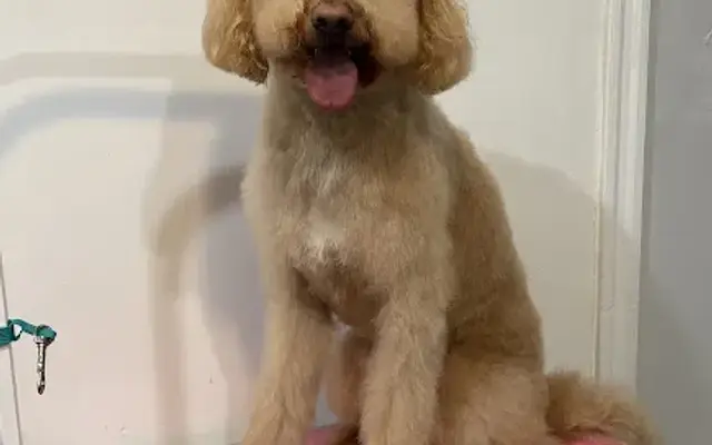 Scissorhands Grooming by Cynthia Co. in Philadelphia, PA