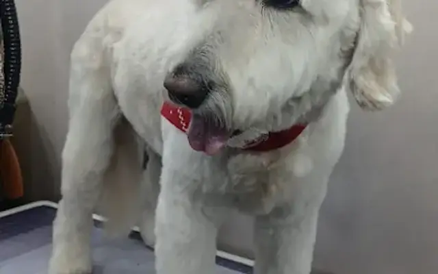 Lulu Pet Grooming in Brentwood, CA