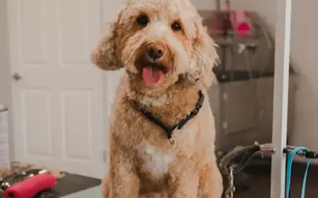 Pampered Paws in Alamo, TX