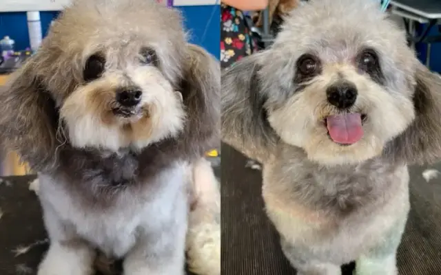 Who's Your Groomer in Santa Cruz, CA