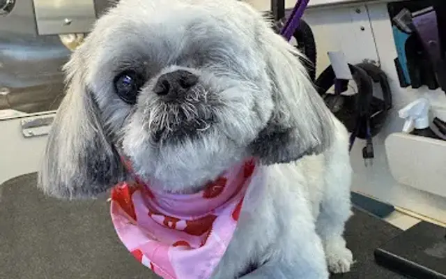Aimee The Groomer mobile grooming in Guilford, CT