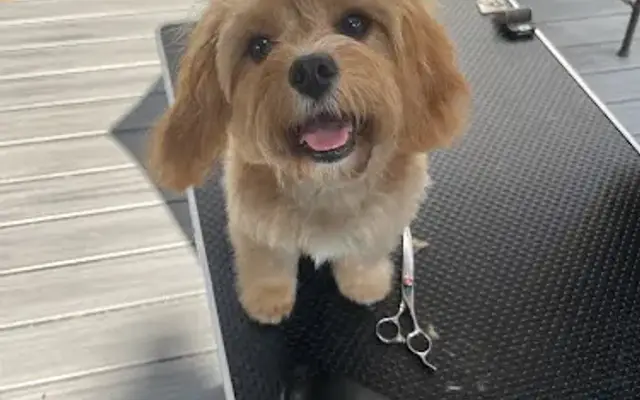 Wandering Paws Mobile Grooming in Ridgefield, CT