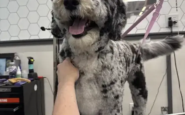 Pet Supplies Plus Norton Grooming in Norton, OH