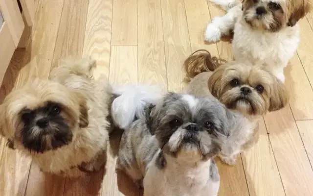 Sophie & Teddy's Grooming Salon in Middle Village, NY