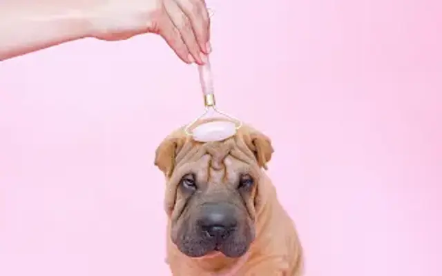 Silver Collar Pet Spa in McDonough, GA