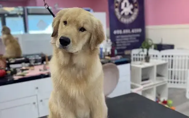 Saratoga Dog Grooming in Saratoga, CA