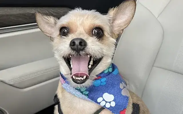 Kennel Kuts in Clayton, NJ