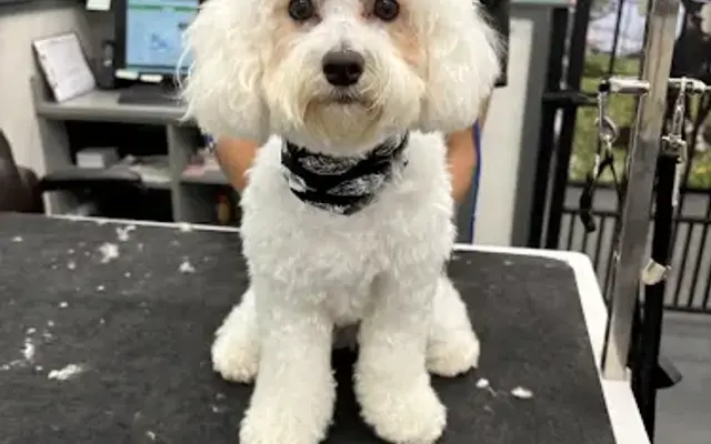 Tay’s Pet Shaves and Bathes in Seagoville, TX
