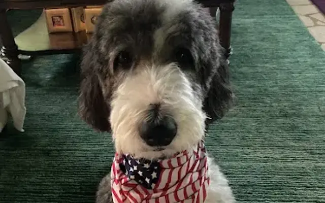K-9 Corner Grooming Salon in Mayer, MN