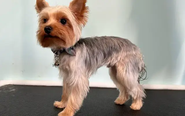 Village Dog Spa in Gloucester, VA
