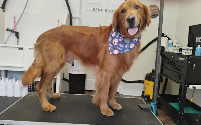 Custom Cuts Pet Salon in Pocahontas, AR