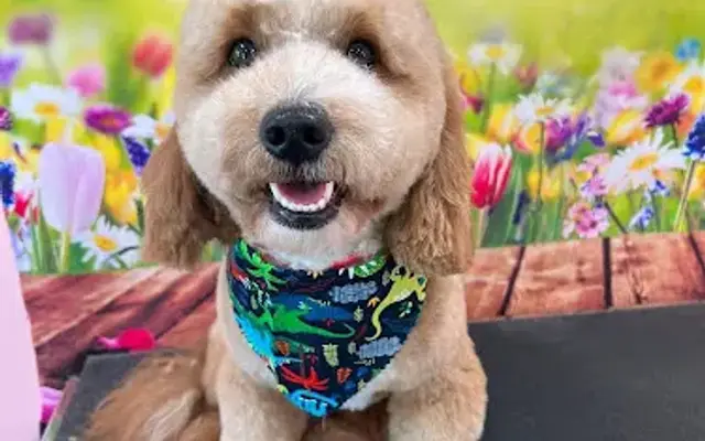 Dakotas doggie day spa in Smithtown, NY