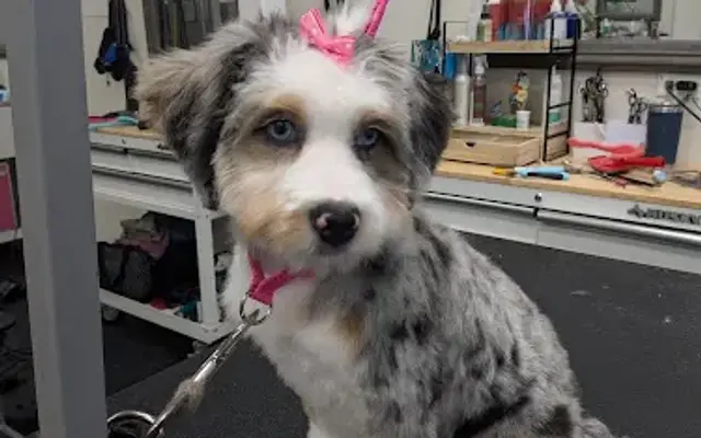 Itchy Collar LLC in Huntley, IL