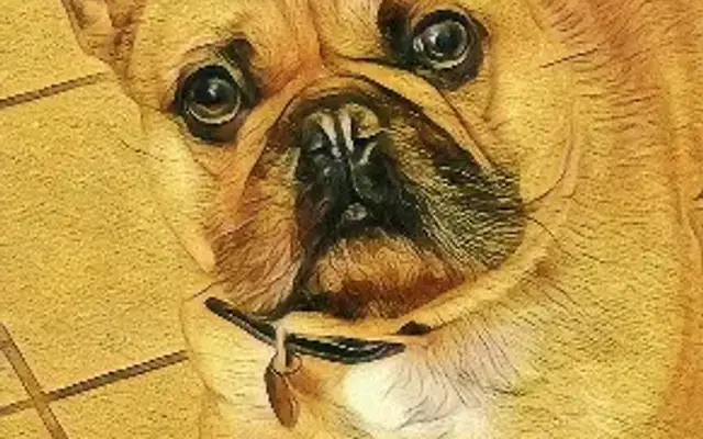 Paws Pet Spa in Pinehurst, NC