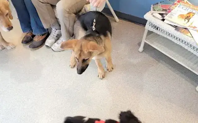 Youngsville Veterinary Clinic in Youngsville, NY