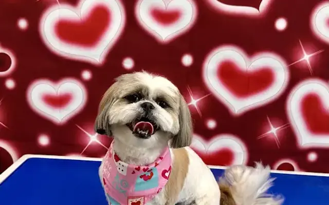 Glam Pets By Andrea LLC in Conroe, TX