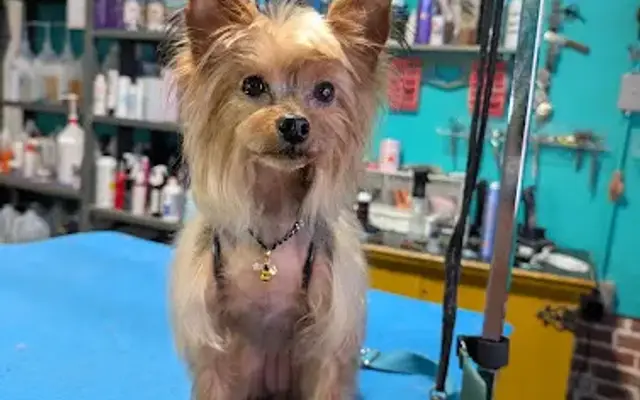 4 Paws Pet Parlor in Sylvester, GA
