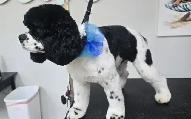The Paw Spa Luxury Pet Grooming LLC in Franklinton, LA