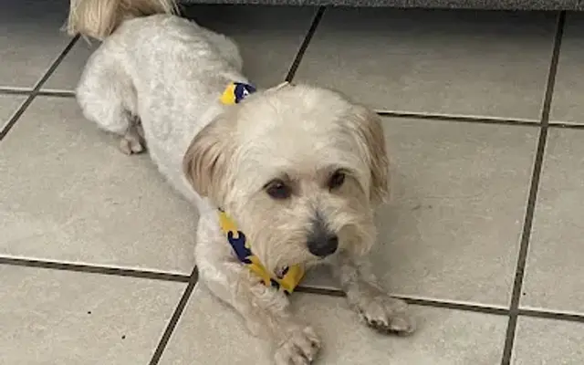All-Star Kennel Care in Huntington Park, CA