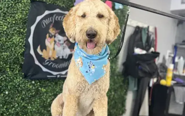 Pawfect Splash Grooming in Broadview, IL