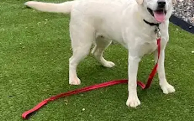 Pawtastic Pet Camp in Lenoir, NC