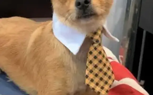 Animal House Grooming in Ceres, CA