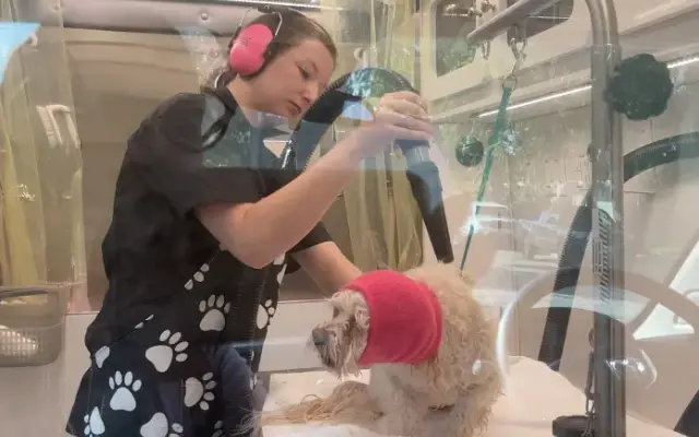 Rogue Rover Grooming in Union City, CA