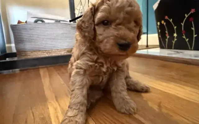 Imperial Poodles in Wilmington, DE