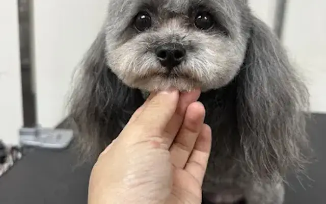 Paw Paw Pet Grooming in Alhambra, CA