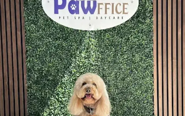The Pawffice Pet Spa & Daycare in San Francisco, CA