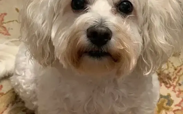 All Pets Grooming Services LLC in Summerville, SC