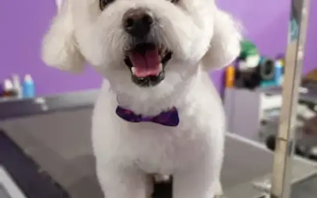 Friendly Paws Dog Salon in Northridge, CA