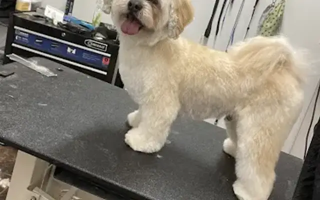 Jolly Paws Pet Grooming LLC in Newport, NC