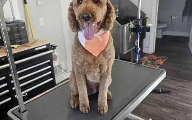 The Divine Dog LLC in Billings, MT