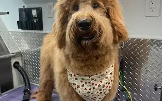 J&A Mobile Dog Grooming Services of Hollywood FL in Hialeah, FL