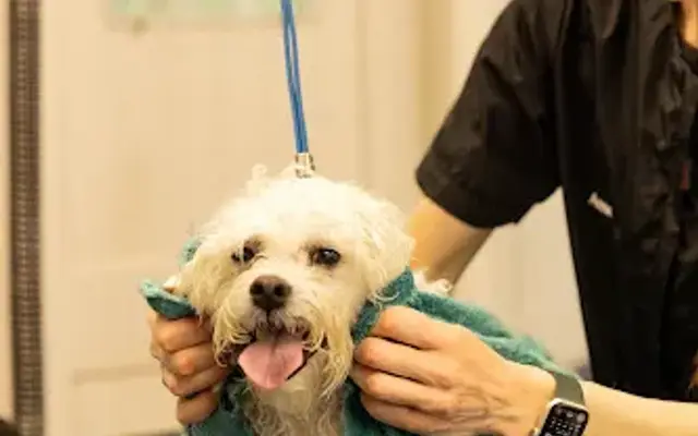 Dapper Doggery in Poway, CA