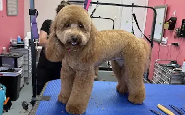 KP Mutts & Cuts LLC in Fort Walton Beach, FL