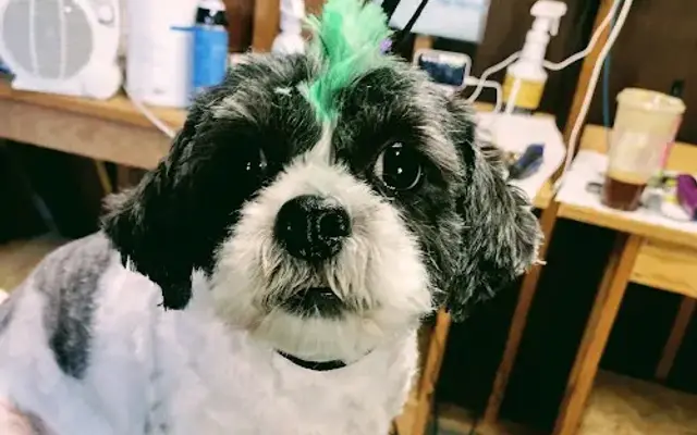 Family style pet grooming in Parkville, MD